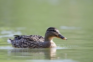 池塘自由嬉戏的野鸭摄影图片