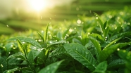 春天雨后阳光茶园绿色茶叶图片