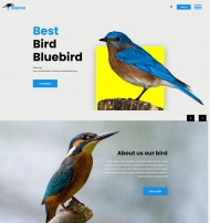HTML5鸟类在线资讯网站模板
