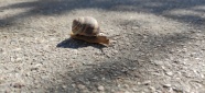 路面小蜗牛爬行图片