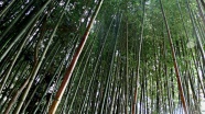 茂盛绿色竹子林图片