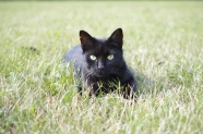草丛里黑色小猫图片