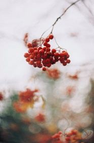 树枝上的红浆果图片