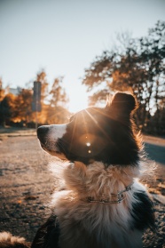 可爱狗狗晒太阳图片