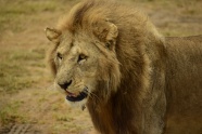荒野大狮子摄影图片