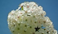 春天白色梨花盛开图片