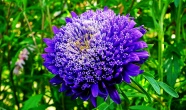 大朵紫苑花花朵图片