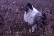 原野牧羊犬黑白图片