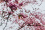 粉色野生樱花图片