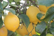 柠檬树黄色柠檬图片