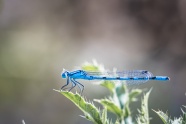 漂亮蓝色小蜻蜓图片