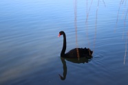 池塘一只黑天鹅图片