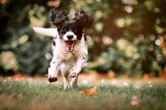 小狗草地奔跑图片