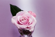 杯中粉色玫瑰花图片