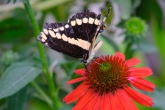 花朵上黑色燕尾蝶图片