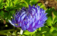 春天紫色海葵花盛开图片