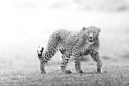 野生凶猛非洲豹黑白摄影图片