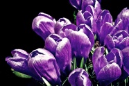 绽放紫色番红花图片
