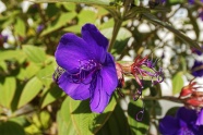 紫罗兰色花朵图片