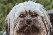 可爱约克梗犬肖像图片