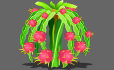 火龙果树种植flash动画