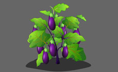 茄子生长的植物flash动画