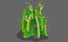 蔬菜蒲瓜植物flash动画