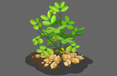 flash花生植物生长动画素材