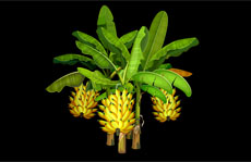 香蕉树flash植物动画