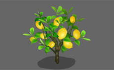 长满果实的柚子树flash动画