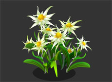 矢量菊花植物flash动画