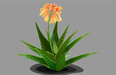 秋葵植物flash动画素材