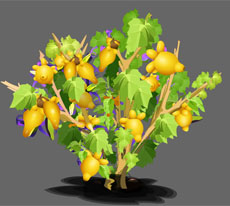 乳茄flash黄金果植物