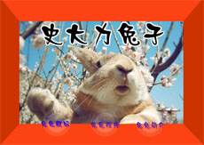 兔子使大力简历flash动画