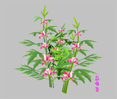 益母草植物生长flash动画