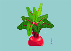 红菜头植物flash动画