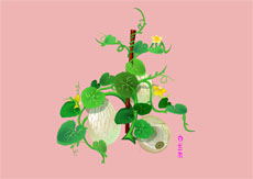 华莱士白兰瓜flash动画