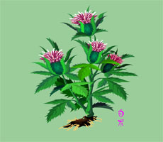草药植物白术flash动画