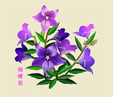 紫色美丽的桔梗花flash动画