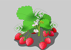 矢量植物草莓flash动画