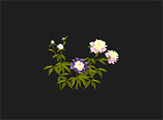植物开花花朵flash动画