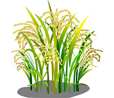卡通稻米植物flash动画