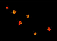 零散的枫叶掉落flash动画