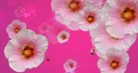 粉色木棉花开flash动画