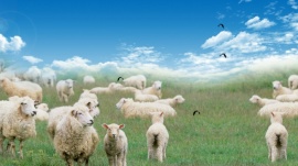 蓝天白云下吃草小羊群flash动画