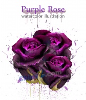 紫色水彩玫瑰花矢量设计