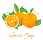 彩绘新鲜橙子矢量素材