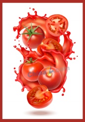 矢量番茄蔬菜素材