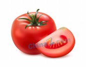 矢量番茄素材模板设计