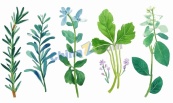 水彩新鲜草本香料插画矢量素材